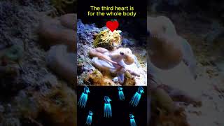 Octopuses Have THREE HEARTS🐙🐙🌊animals animalfacts shorts [upl. by Millhon110]