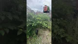 Japanese Knotweed in Castleford Wakefield [upl. by Shirleen]