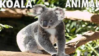 حقائق مثيرة عن دب الكوالا  دب ام كانجارو  🐨🌿 Koala Animal [upl. by Lesab]