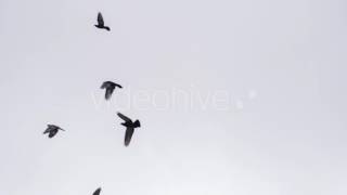 Flying Bird  Stock Footage  VideoHive 11569247 [upl. by Alexine]