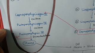 Hemoglobin synthesis  Biochemistry  handwritten notes [upl. by Ilojne779]