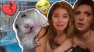 I LOST MY PET IN 5 MINUTES 🐹😢I CRIED EMOTIONAL REACTION  Brighton Sharbino [upl. by Codee]