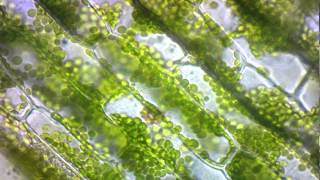 elodea cytoplasmic streaming [upl. by Rafaela]