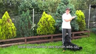 Appenzeller Sennenhund in Bewegungmpg [upl. by Gable]