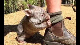 【ウォンバット】人が大好き！飼い主の靴下を脱がそうと一生懸命な姿がかわいい！【かわいい】cute wombat [upl. by Notnef988]