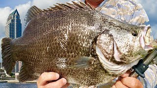 CATCH CLEAN COOK HUGE TripleTail  Dinosour Fish  Best Recipe EVER Florida Fishing [upl. by Pare]