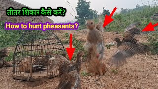 तीतर शिकार कैसे करें 🔥 How to hunt pheasants 🔥 francolin hunting video  teetar shikar [upl. by Krutz]