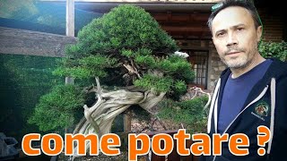 Potatura di un bonsai di ginepro [upl. by Sevy]