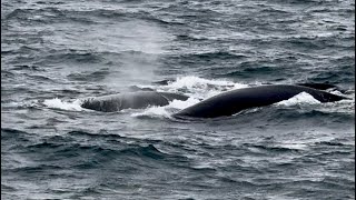 Parade amoureuse des baleines franches PerrinMcroisieresetpaquebots [upl. by Tooley]