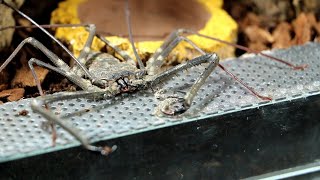 Setting up The Tailless Whip Scorpion Enclosure  A Guide [upl. by Winfrid]