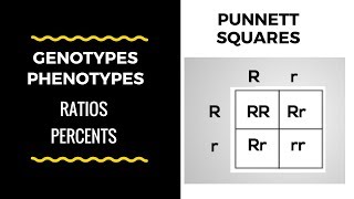 Genotype and Phenotype Ratios and Percents  Punnett Square Basics [upl. by Assiralk79]