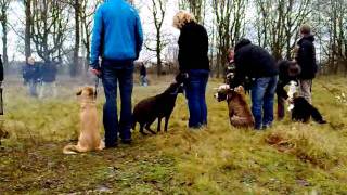 Vuurwerktraining voor honden in Arnhem [upl. by Goerke]