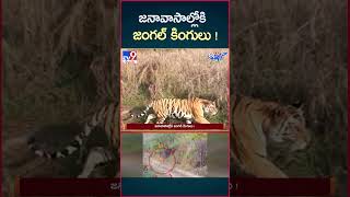 iSmart News  జనావాసాల్లోకి జంగల్ కింగులు   Forest Animals into Villages  TV9 [upl. by Haye]