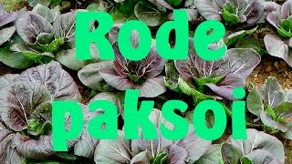 Paksoi rode paksoi kweken [upl. by Lairea]