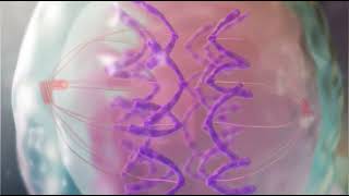 Mitosis  Importance of Mitosis  Medical Animations [upl. by Ybloc]