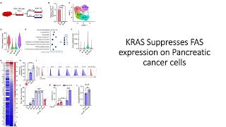 Pancreatic Cancer KRAS mutations modulates FAS receptor death receptor Code 601 [upl. by Martinson]