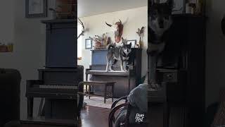 A dog playing the piano 😮😂 [upl. by Nydia]