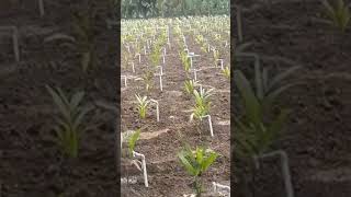 New Method of Drip irrigation System for Trees  tamilwebtech [upl. by Weksler]