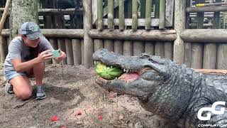 Animals Smash HUGE Watermelons in ONE BITE Compilation  Alligator  Hippo  Turtle  Elephant 2020 [upl. by Ley]