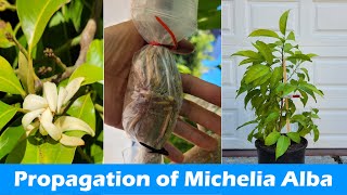 How to Propagate Michelia Alba  Rooting Michelia Alba Branches  Pak Lan Air Layering 白兰的繁殖 [upl. by Rolland]