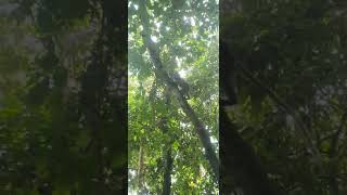 Fruit Monkey monkey hanuman cute shorts animals subscribe shortvideo [upl. by Ozen]