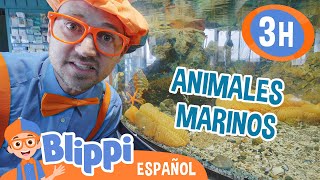 Blippi va al acuario 🐢🐙 Blippi Español  Videos educativos para niños  Aprende y Juega [upl. by Dyolf]