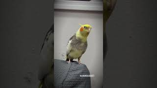 Sweet Cockatiel Kisses amp Dancing Dippidippidoos  Tiel Named Loubert [upl. by Annohsal461]