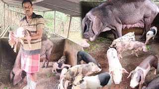 Pig Farming in Nalchar Tripura [upl. by Eirallam]