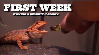 First Week Owning Your New Bearded Dragon  Beginner Tips [upl. by Introc]