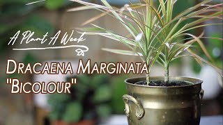 Dracaena marginata quotBicolourquot Care  A Plant A Week [upl. by Atiluj]