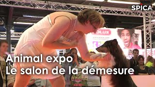 Animal Expo les coulisses du salon [upl. by Tezile544]