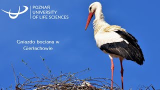 Bocian Gierłachowo [upl. by Yoc]