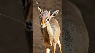 Dikdik small antelope Animals Facts facts [upl. by Ynaffet]