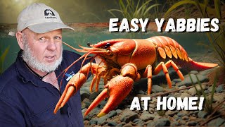 Breed Yabbies Crawfish At Home Easy Setup [upl. by Durrell]