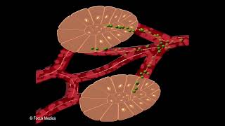 Types of Glands  Fundamentals of Biology [upl. by Nylatsyrc]