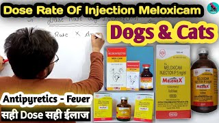 Injection Meloxicam की Dose Rate कैसे निकाले 🤔   Dose Rate सही तो ईलाज सही 💉🩸 Fever In Dogs 🐕 [upl. by Annahgiel]