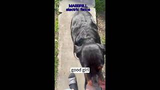 Keep your pets safe with Masbrill Electric Dog Fence Reliable and easy installation [upl. by Urion605]