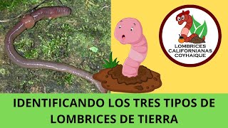 IDENTIFICANDO LOS TIPOS DE LOMBRICES DE TIERRA 50 [upl. by Aerona]