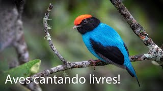 Brazilian Birds Singing  Aves Brasileiras [upl. by Flodur985]