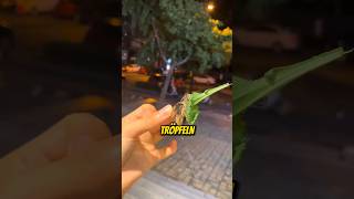 Diese Insekten sind unglaublich 🫣 [upl. by Edme]