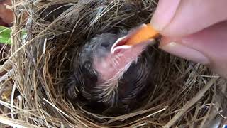 Feeding a Yellowvented BulBul Chick [upl. by Abdu]