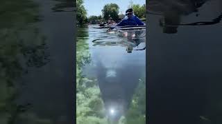 This friendly manatee wanted to be part of our kayak tour 😍🏝🚣🏼 [upl. by Ahsrat418]