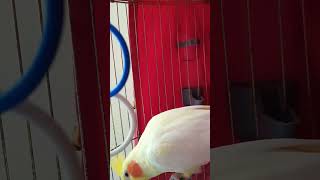 Corella Parrot 🦜 Cockatiel 💕💕💕 [upl. by Ecnedurp]