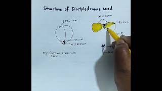 Structure of Dicotyledonous seed Gram seed How to draw Dicot seed Dicot seed structure [upl. by Jerrold785]