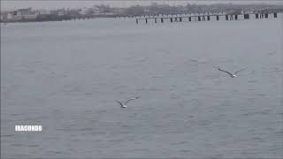 En el Malecon Grau en Chimbote Ancash  agosto 2019 [upl. by Hibbitts]