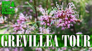 The ULTIMATE GREVILLEA FLOWER TOUR  Exotic and Unique BLOOMS [upl. by Halle]