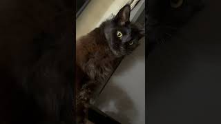 Гуччи❤️Gucci❤️Любим обожаем ❤️ music song cat lovestory [upl. by Sackman]