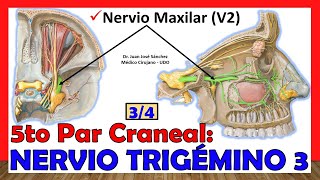 🥇 5to Par Craneal  NERVIO TRIGÉMINO 34  Nervio Maxilar V2 [upl. by Eyahsal603]