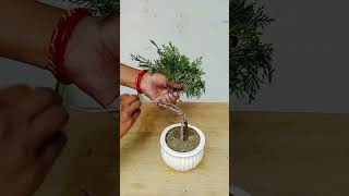 Wiring and Pruning Morpankhi Thuja compacta Plant shorts plants gardening [upl. by Sharl675]