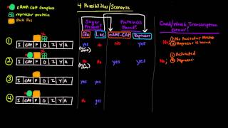 Prokaryotic Transcription Part 3 of 5  CAP Site and Catabolite Repression of lac Operon [upl. by Sutherland]